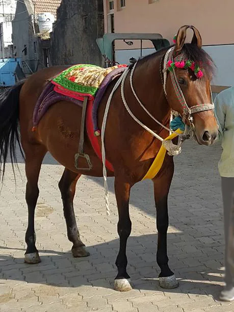 The Indigenous Horse Breeds